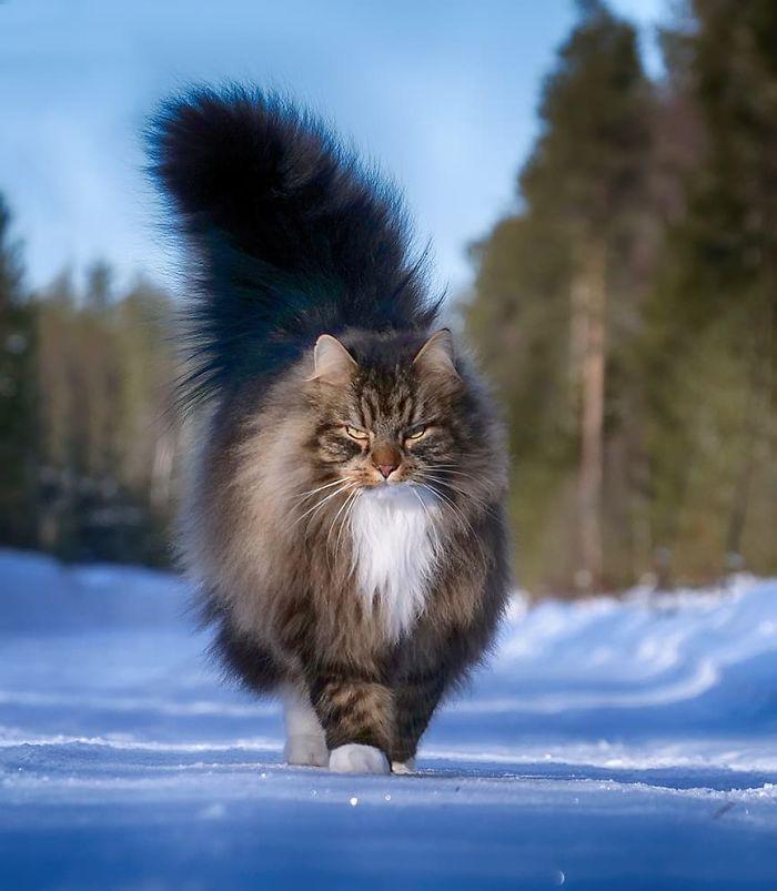 Le Maine Coon L Empereur Des Chats Preferes Des Francais Animal Fute