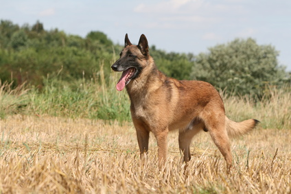 Berger Belge Malinois Groenendael Tervueren Laekenois