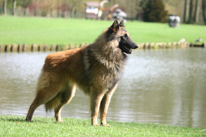 Berger Belge Malinois Groenendael Tervueren Laekenois