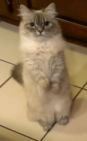 Le Chat Munchkin Un Adorable Court Sur Pattes Animal Fute