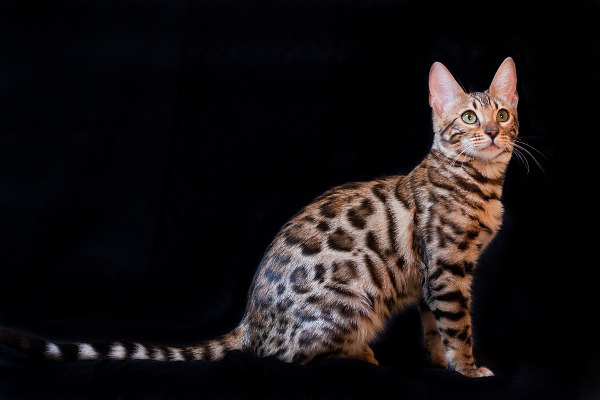 Le Chat Bengal Histoire Et Caracteristiques De Cette Race De Chat Animal Fute