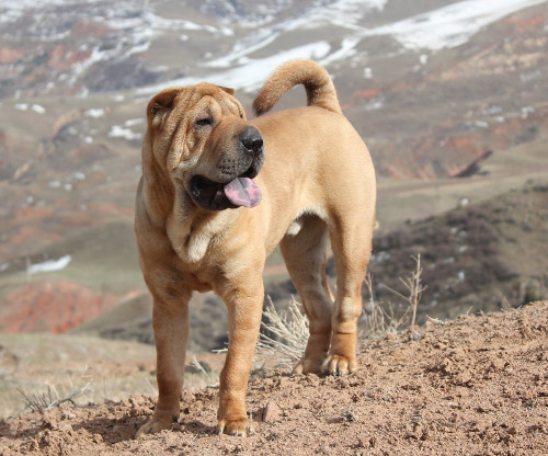 Shar Peï Histoire Et Caractéristiques De Cette Race De